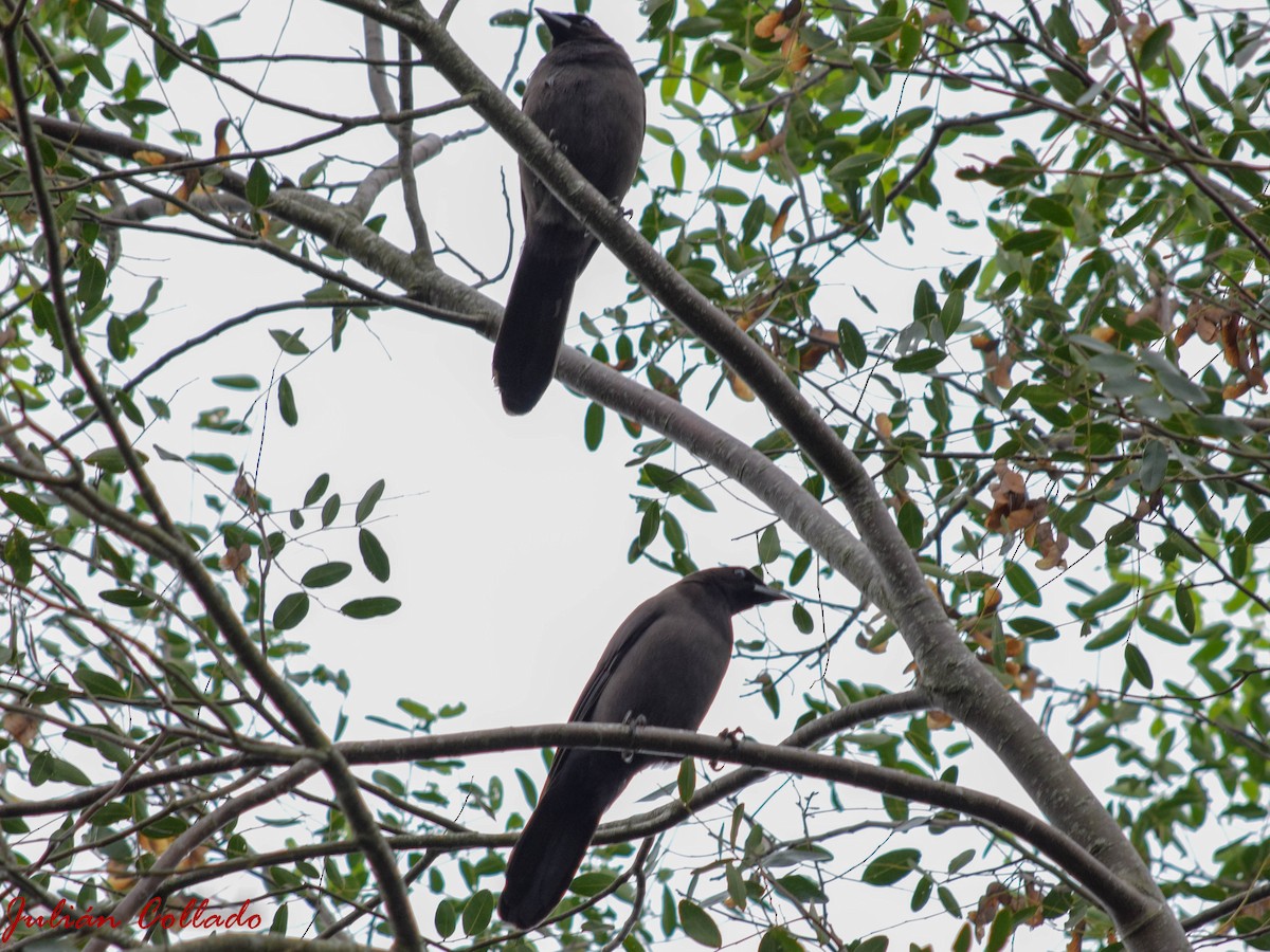 Purplish Jay - ML186174411