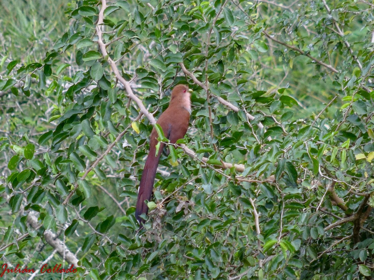 Squirrel Cuckoo - ML186174691