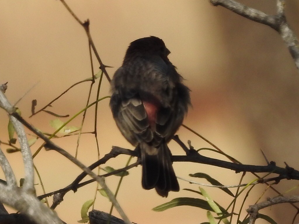 House Finch - ML186175261