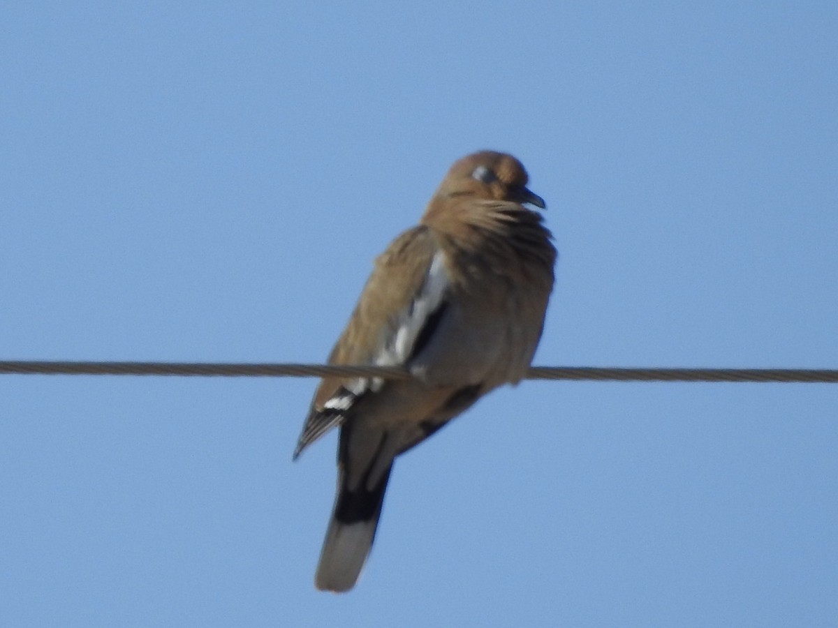 White-winged Dove - ML186176261