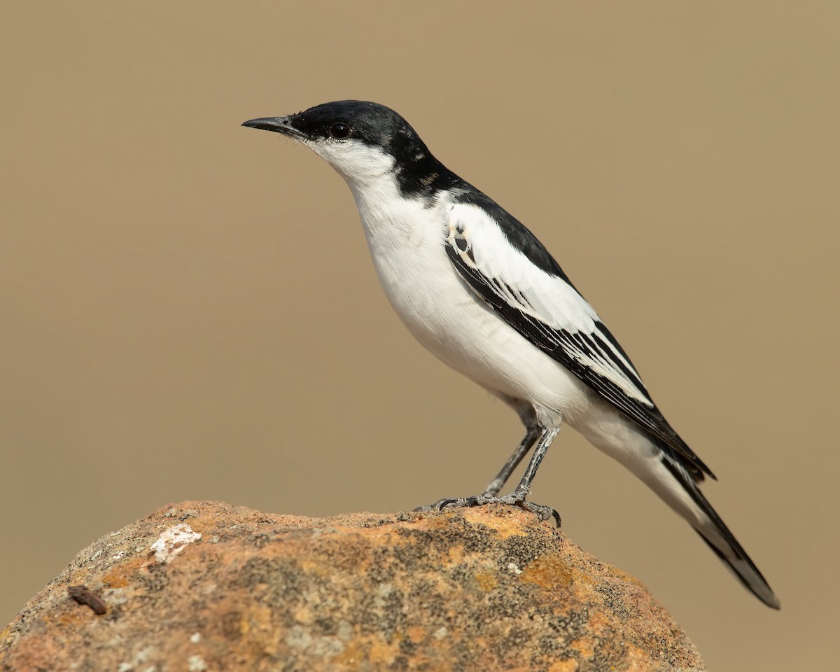 White-winged Triller - JJ Harrison