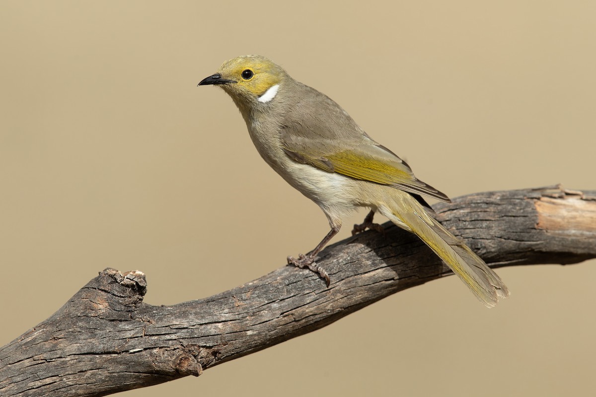 White-plumed Honeyeater - ML186177601