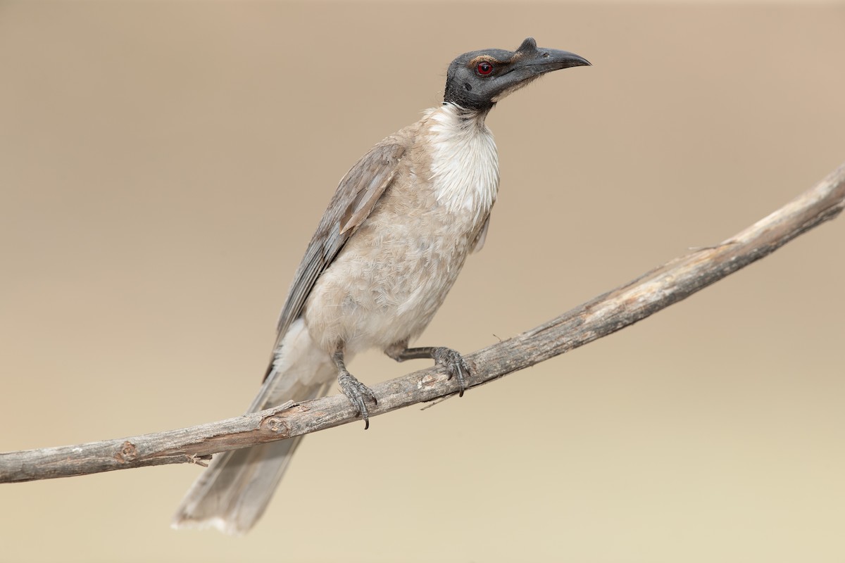 Noisy Friarbird - JJ Harrison