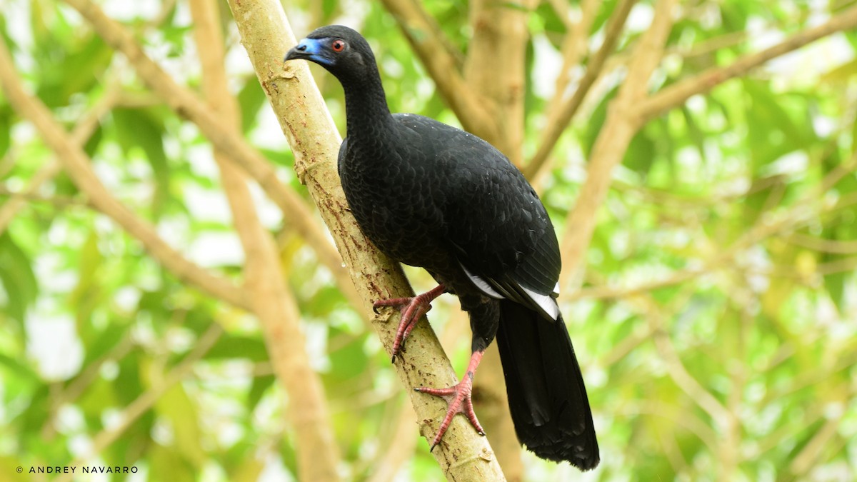 Black Guan - Andrey Navarro Brenes