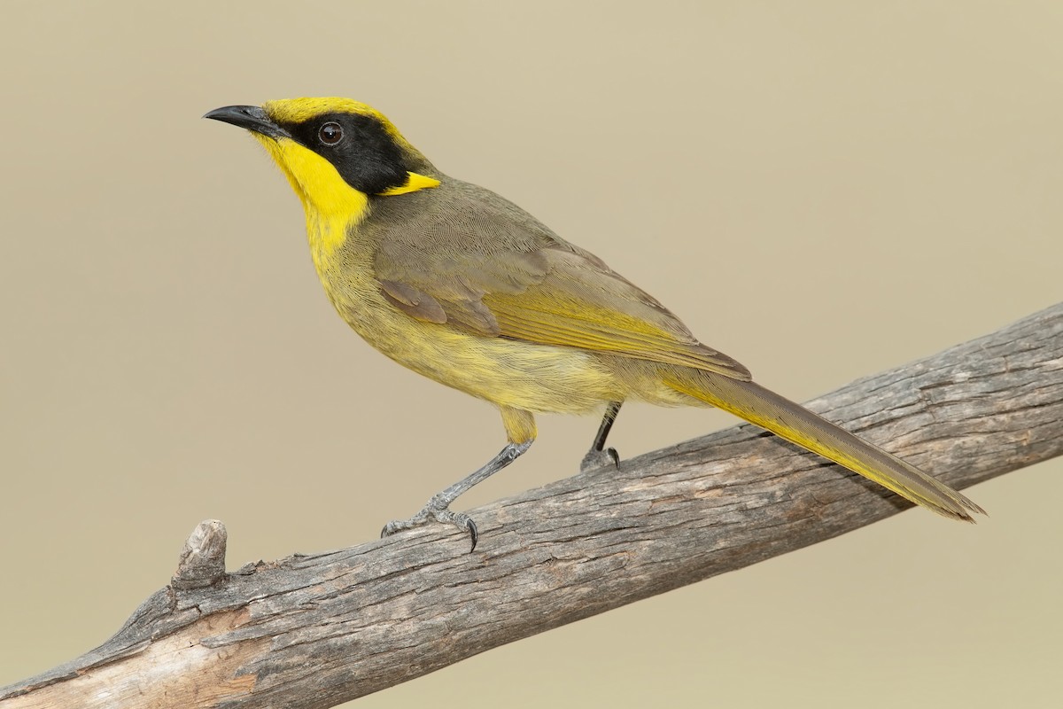 Yellow-tufted Honeyeater - ML186177771