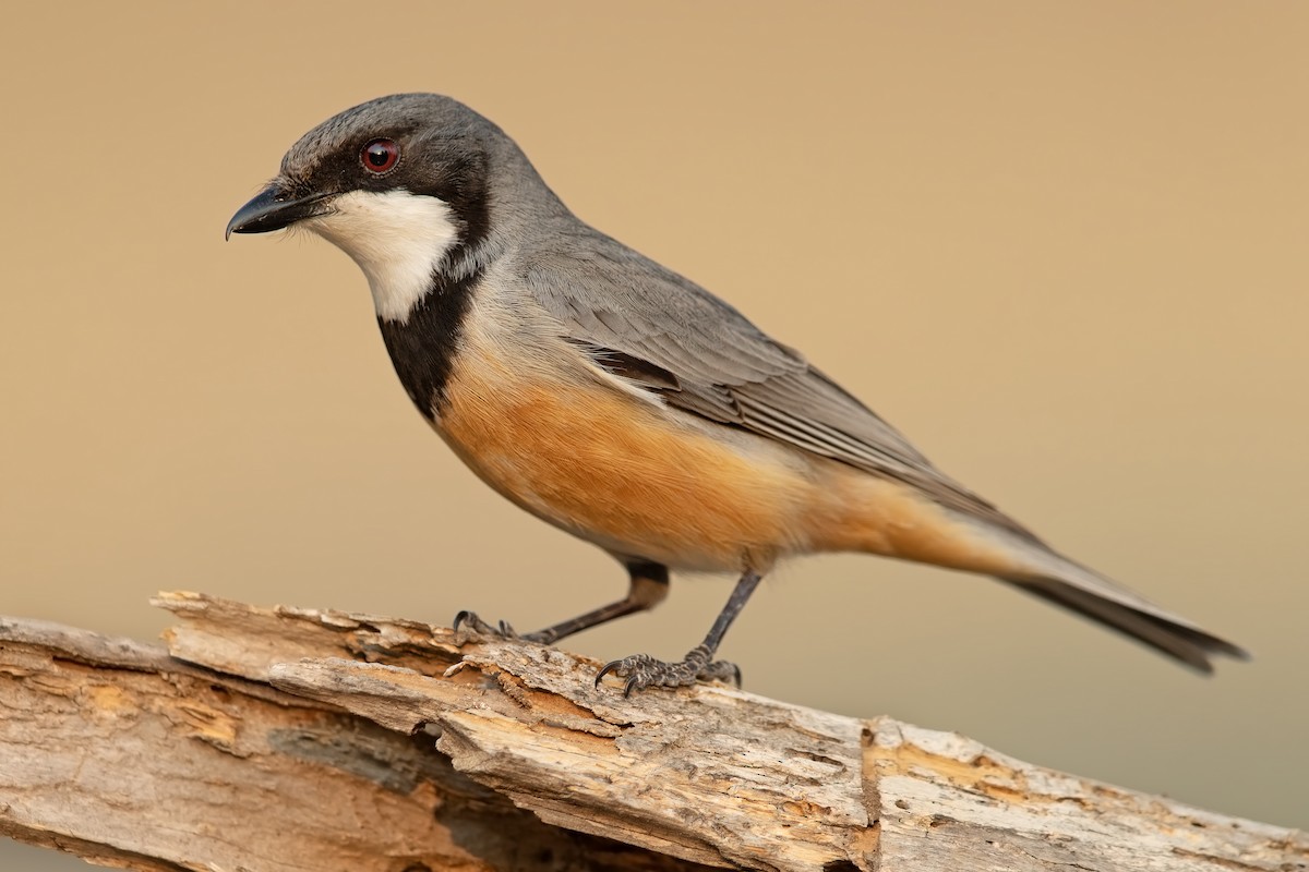 Rufous Whistler - JJ Harrison