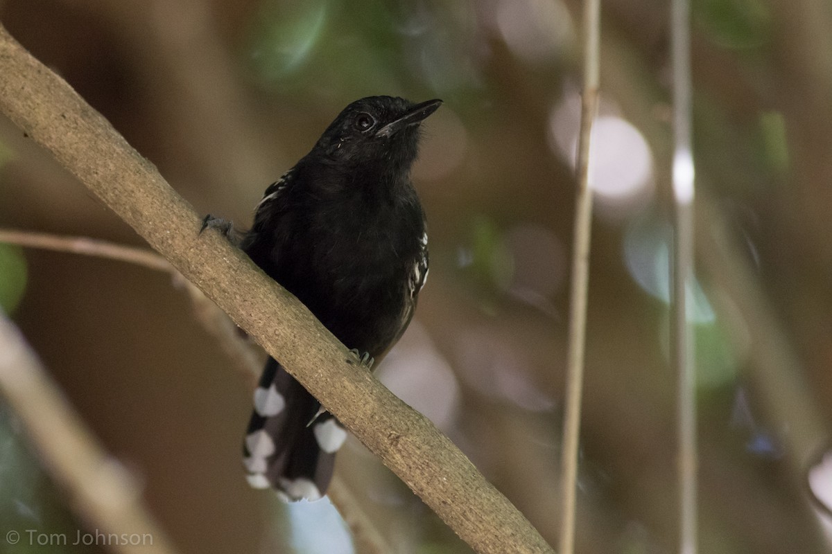 Rio Branco Antbird - ML186178291