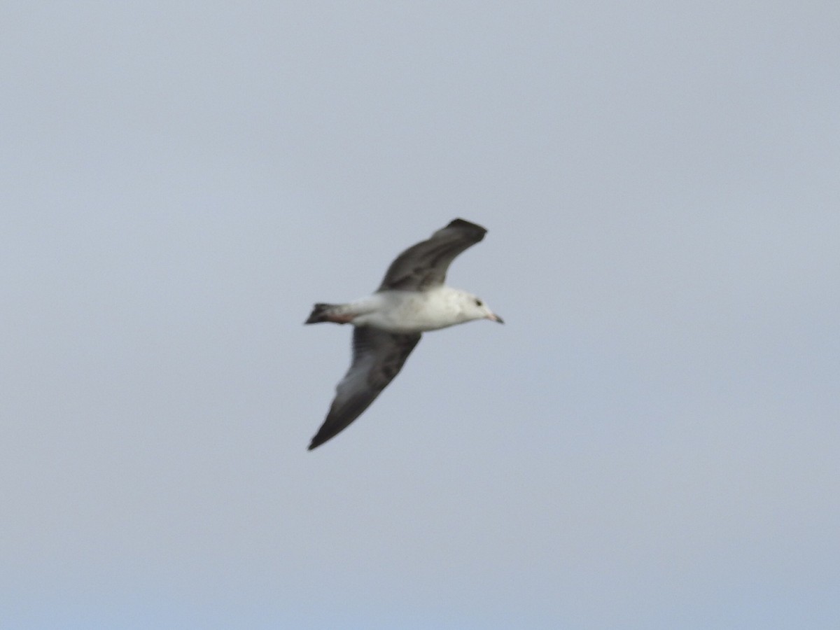 Ring-billed Gull - Michael Dolfay