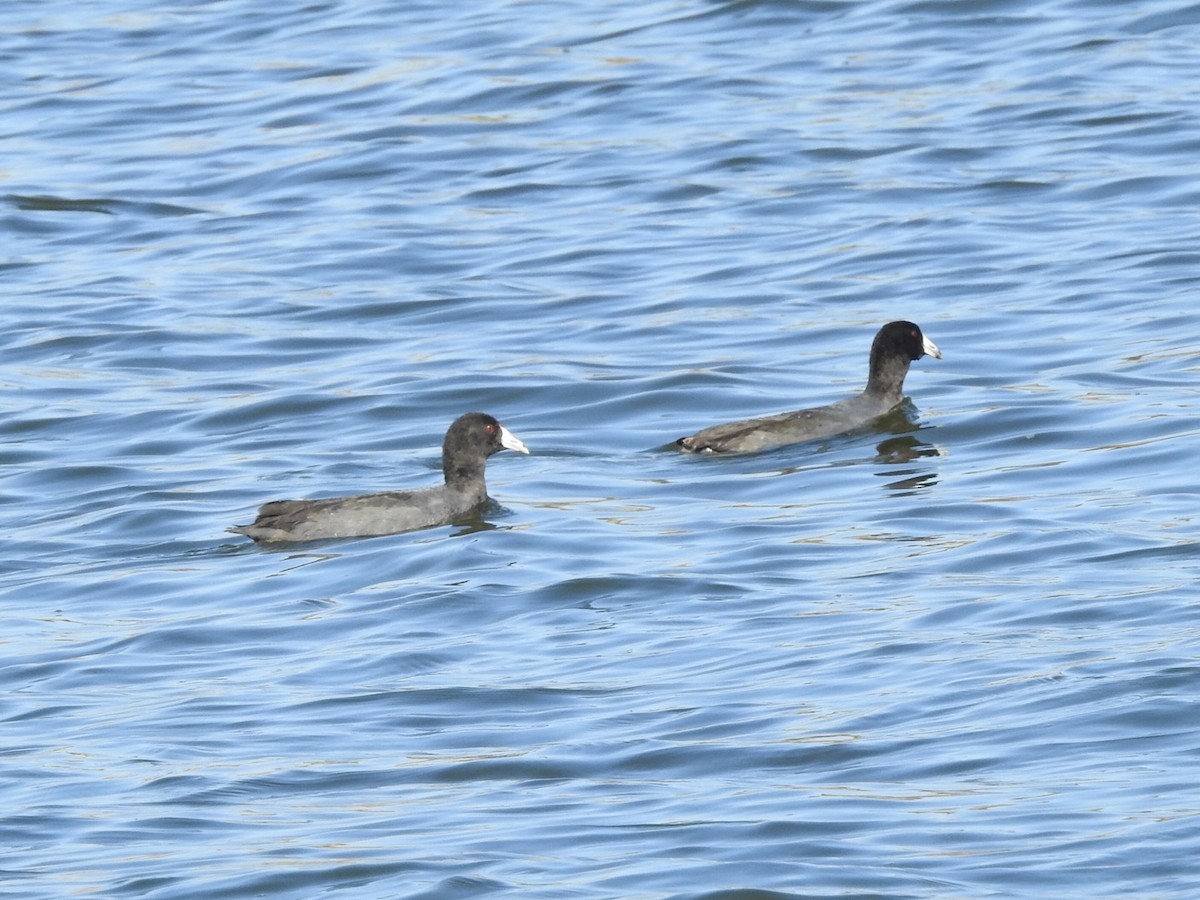 American Coot - ML186179351