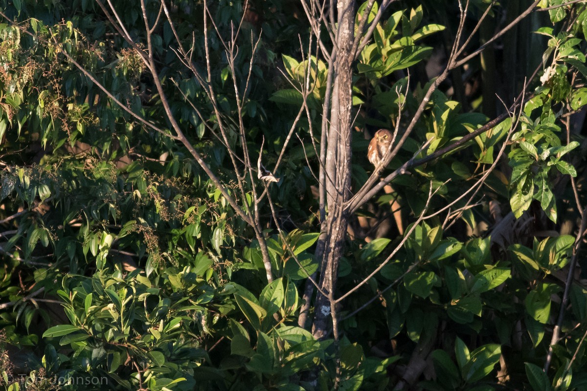 Ferruginous Pygmy-Owl - Tom Johnson