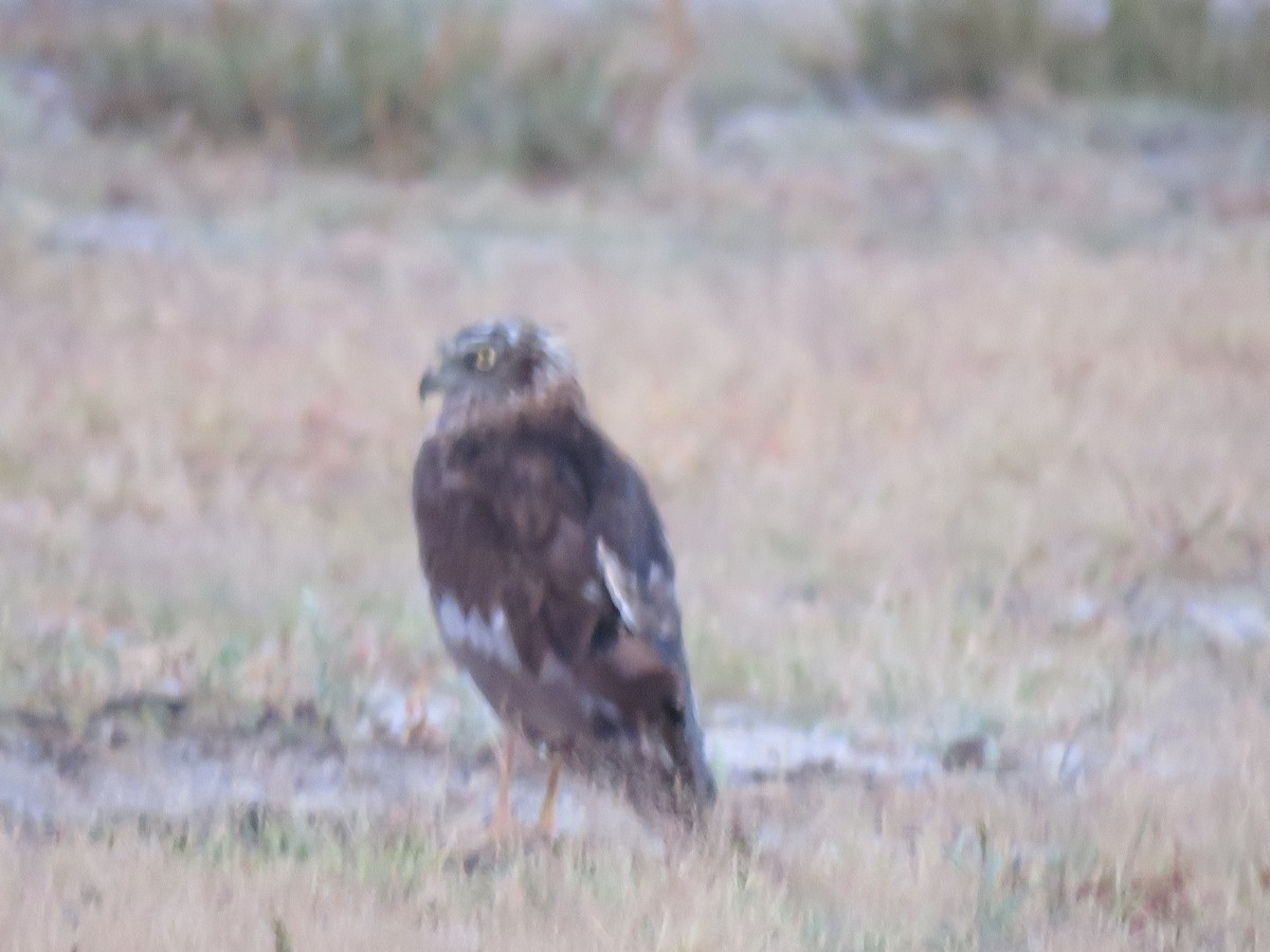 Eastern Marsh Harrier - Surendhar Boobalan