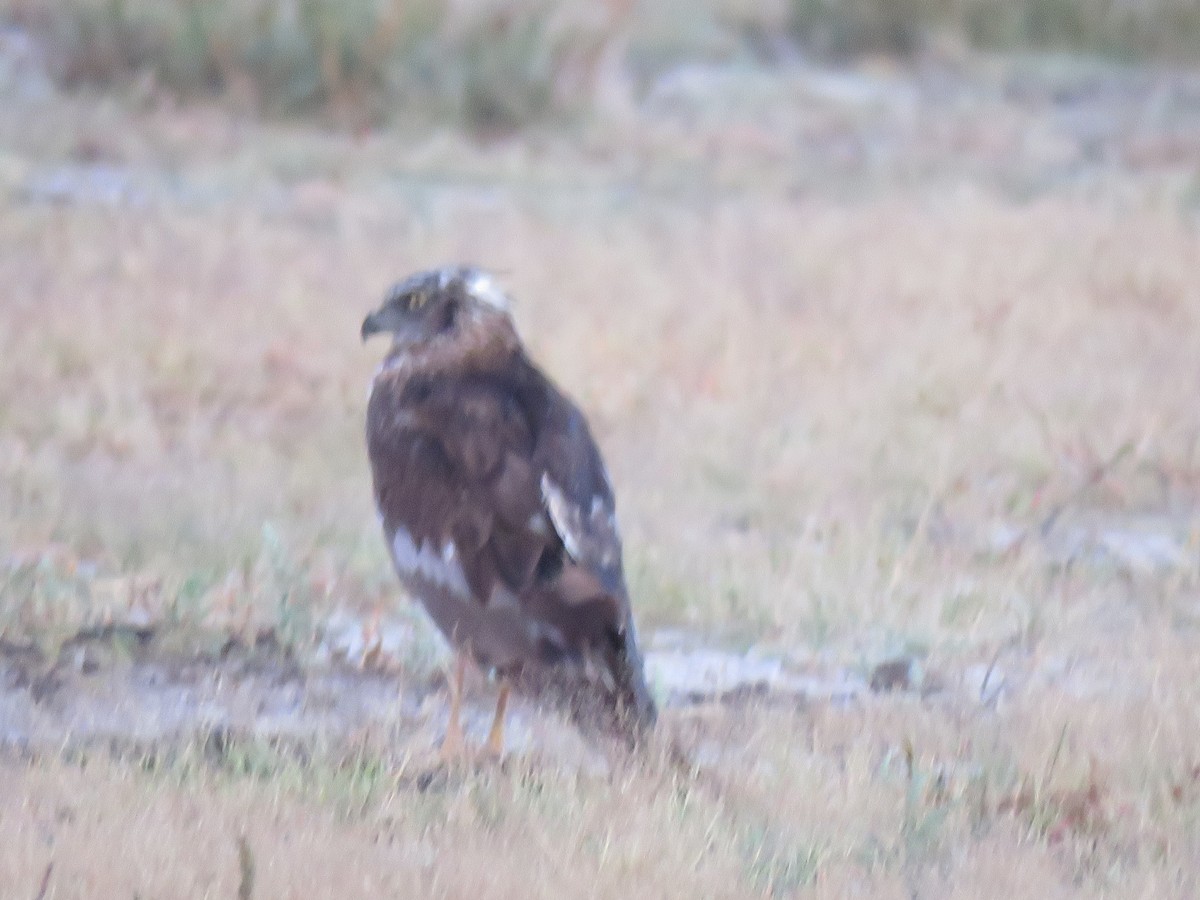 Eastern Marsh Harrier - Surendhar Boobalan