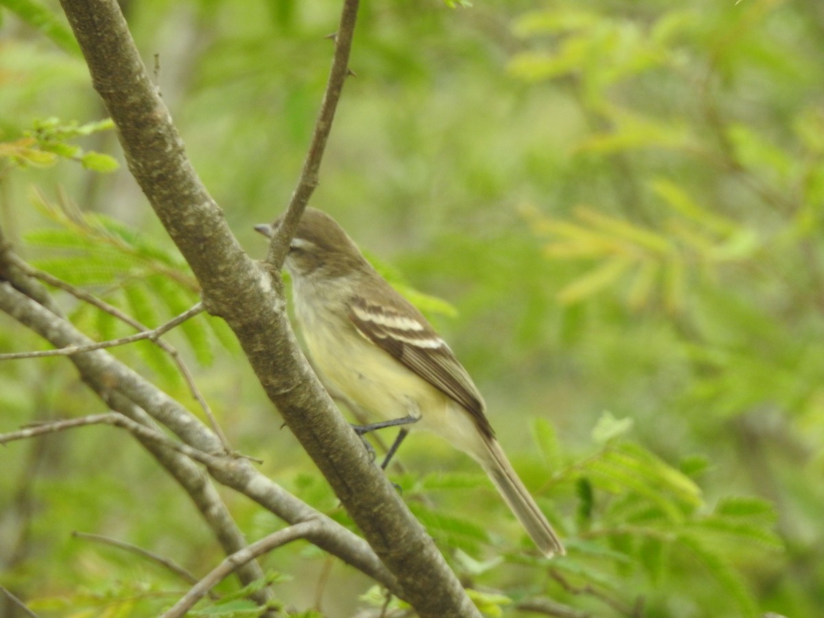 Southern Mouse-colored Tyrannulet - Viviana Giqueaux