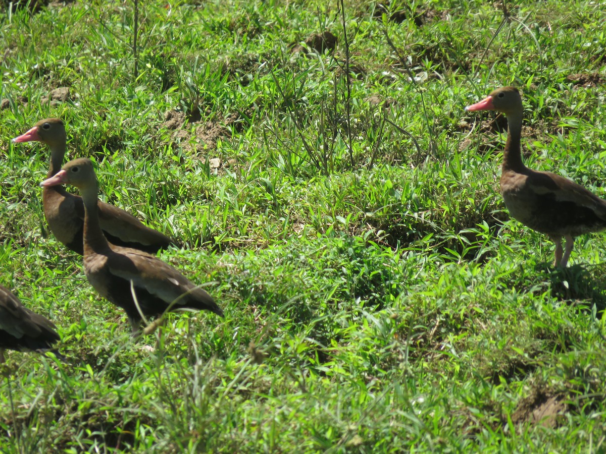 Black-bellied Whistling-Duck - ML186182401