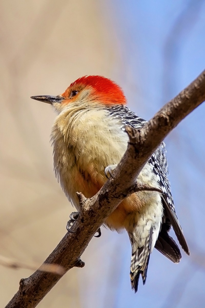 Red-bellied Woodpecker - ML186184121