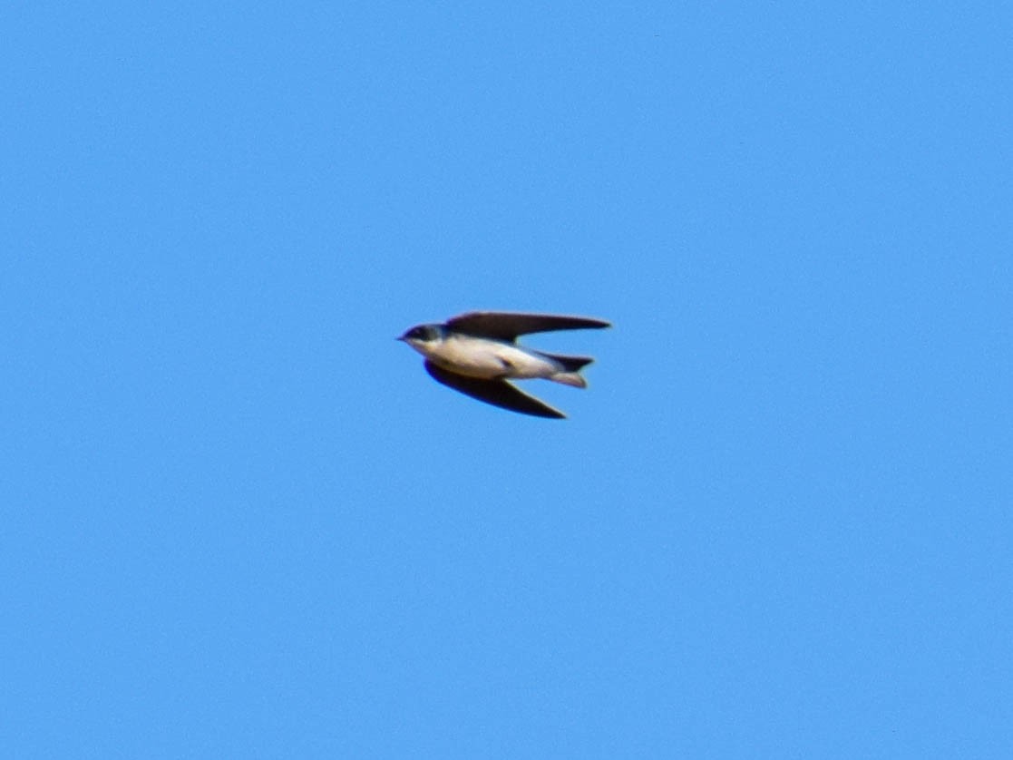 White-rumped/Chilean Swallow - ML186184541