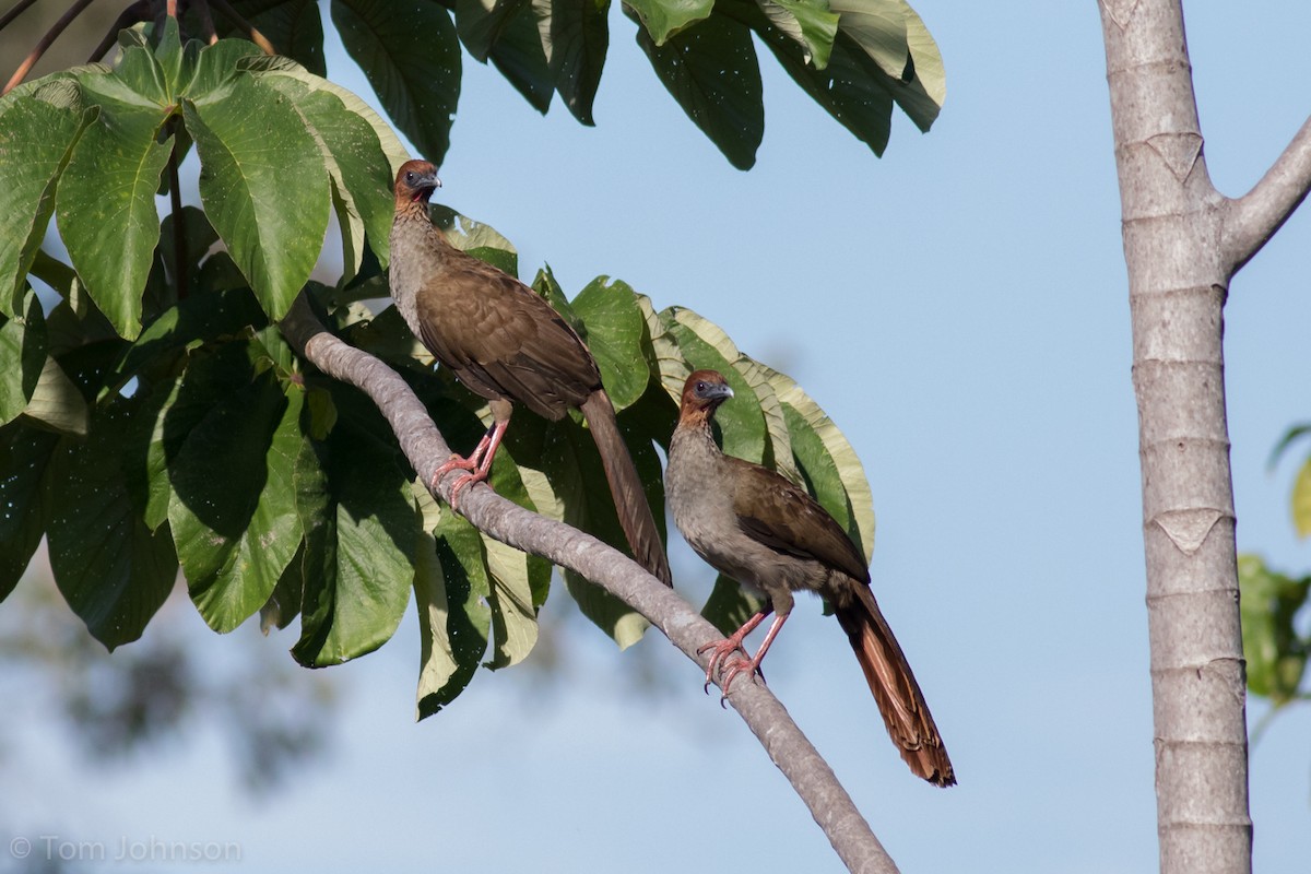 Variable Chachalaca - ML186185431