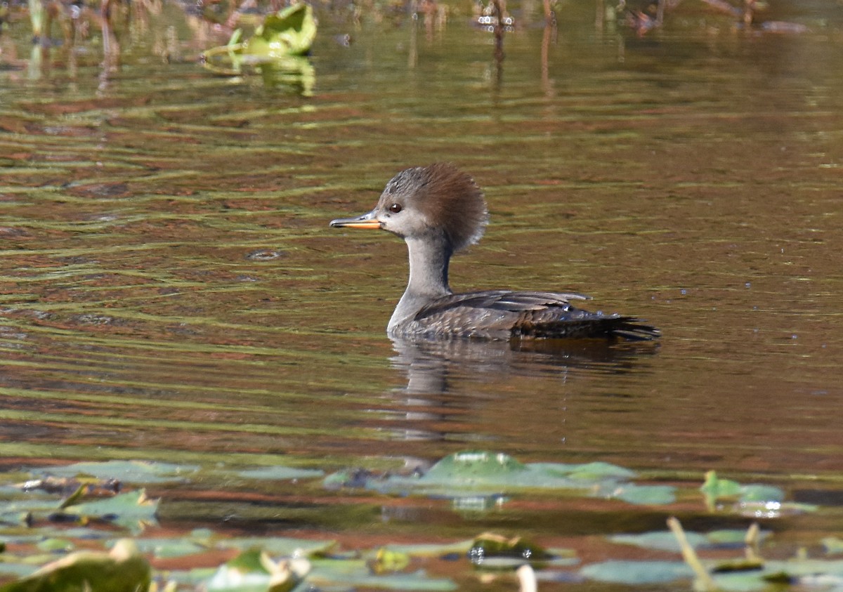 Hooded Merganser - Glenn Wyatt