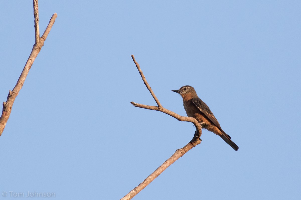 Cliff Flycatcher - ML186187141