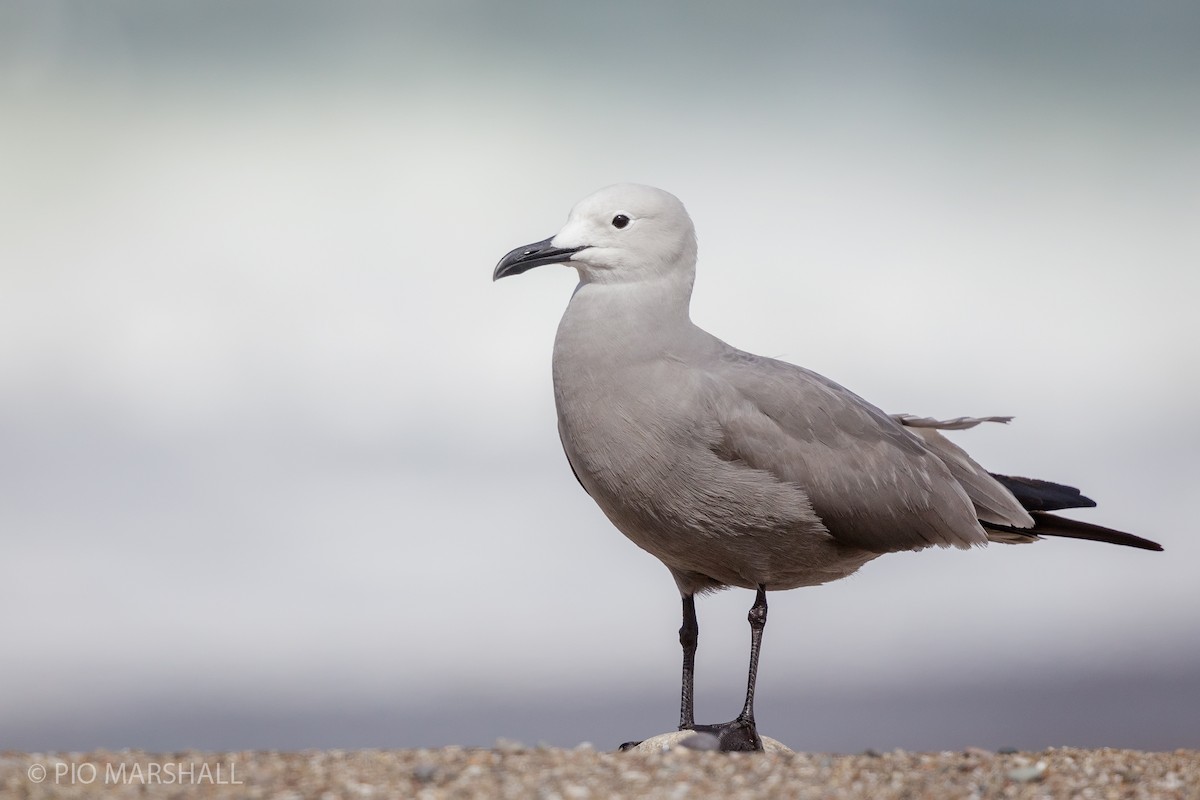 Gray Gull - ML186187921