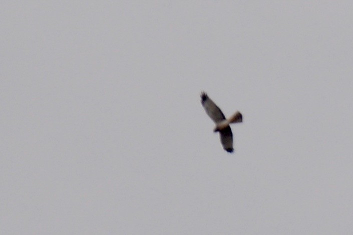 Northern Harrier - Monica Siebert