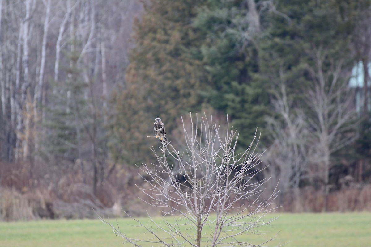 Rough-legged Hawk - Monica Siebert