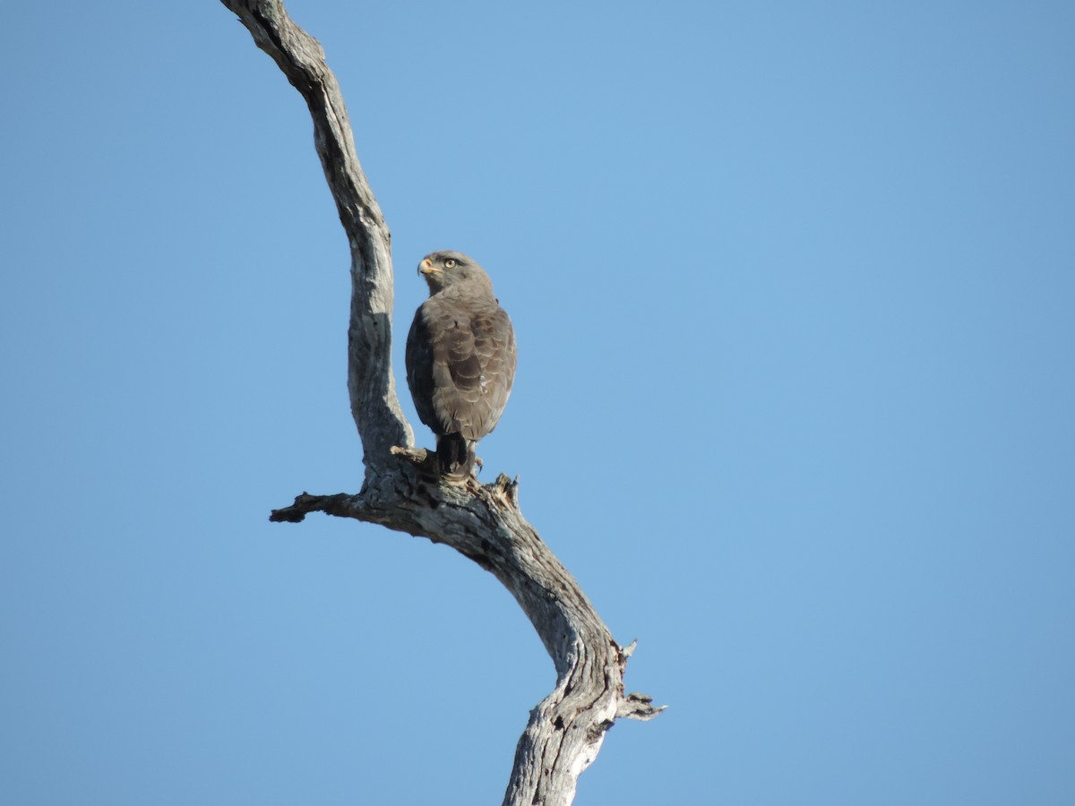 Banded Snake-Eagle - Alex Henry