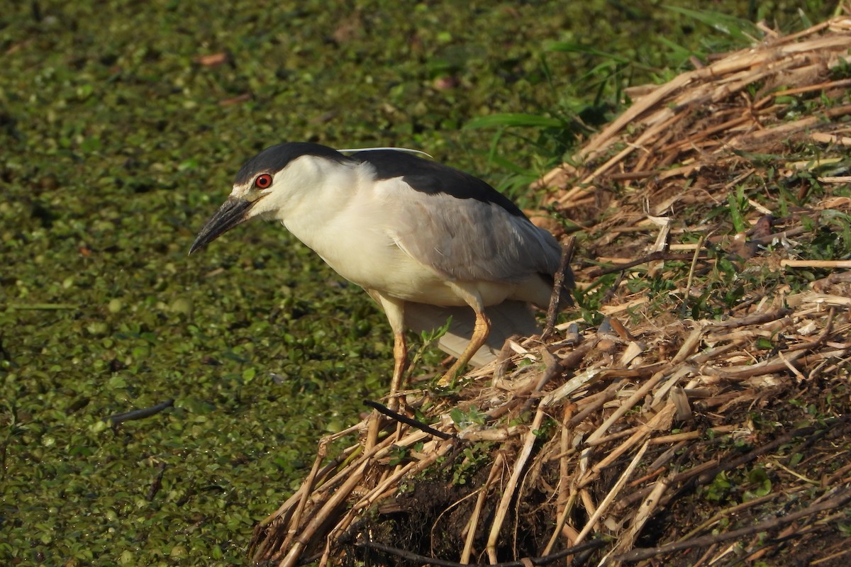 Black-crowned Night Heron - ML186193561