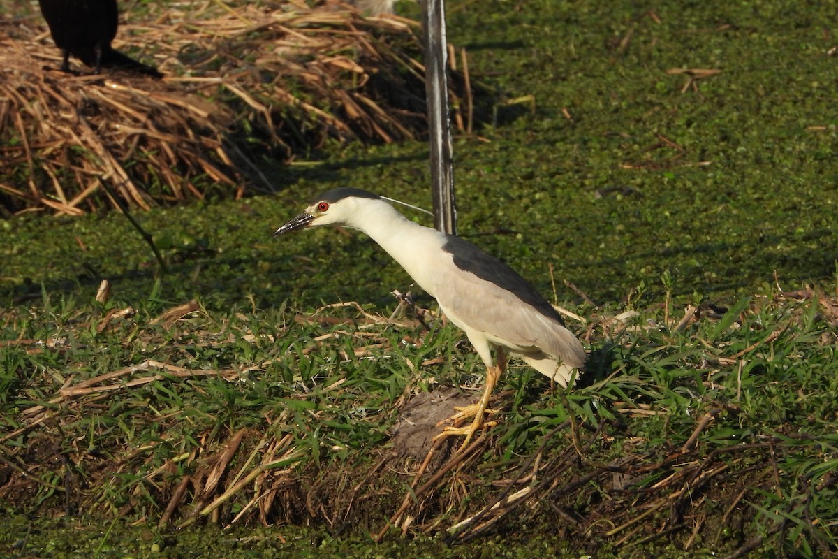 Black-crowned Night Heron - ML186193921