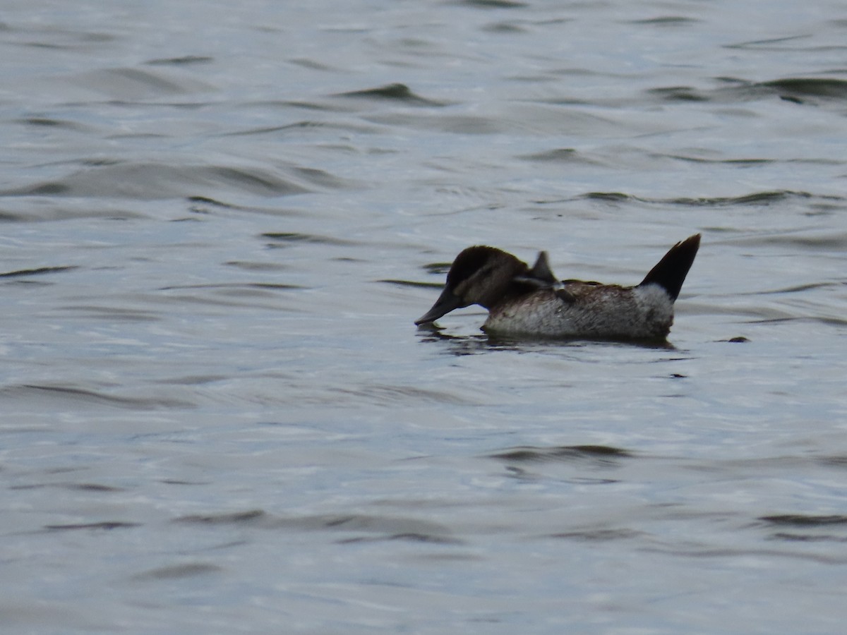 Ruddy Duck - ML186194381