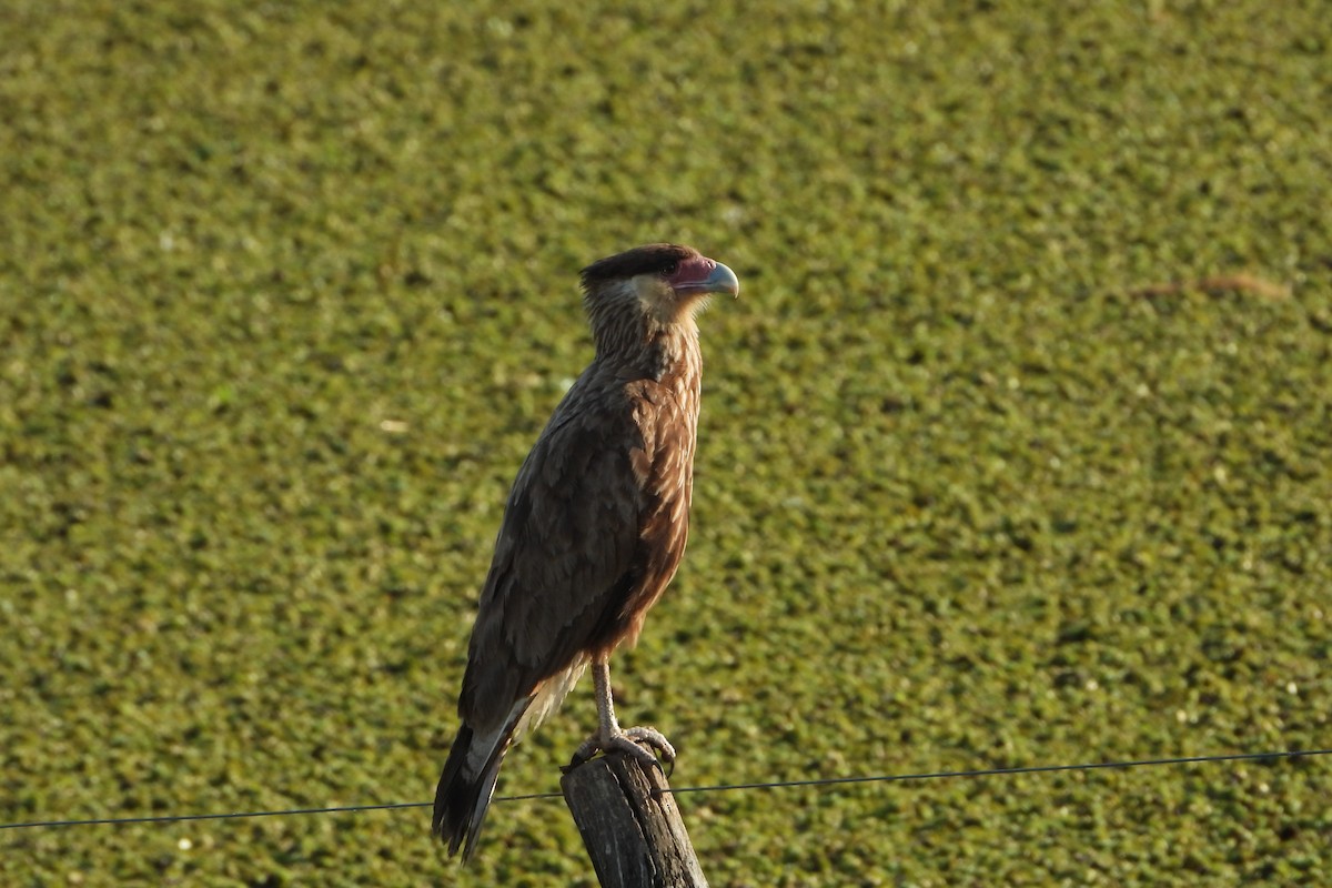 Crested Caracara (Southern) - ML186194411