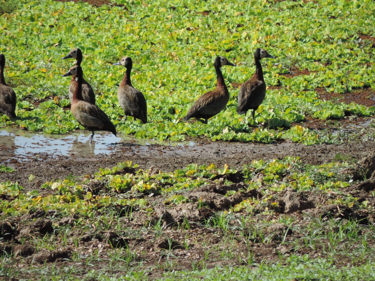 White-faced Whistling-Duck - ML186195031