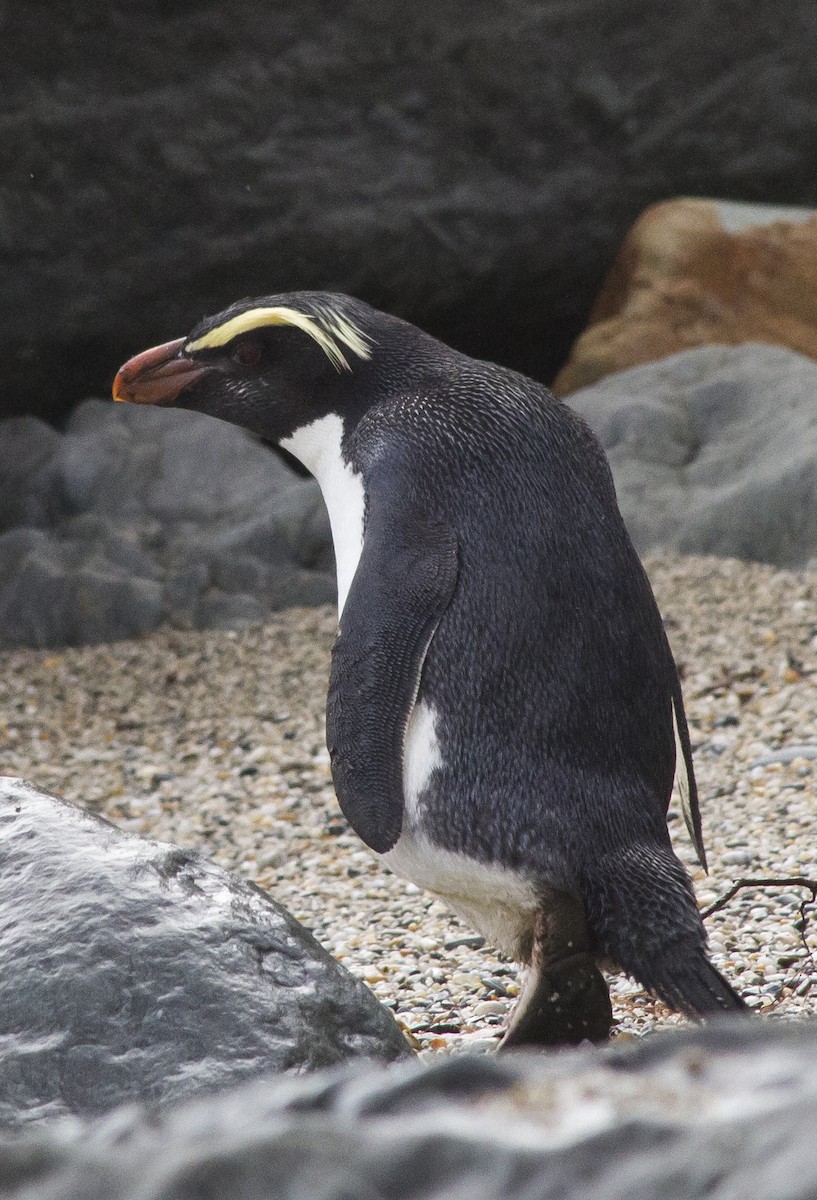 Fiordland Penguin - ML186198331