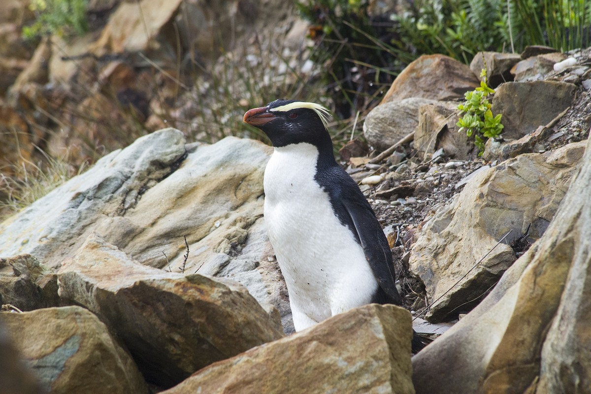 Fiordland Penguin - ML186198451