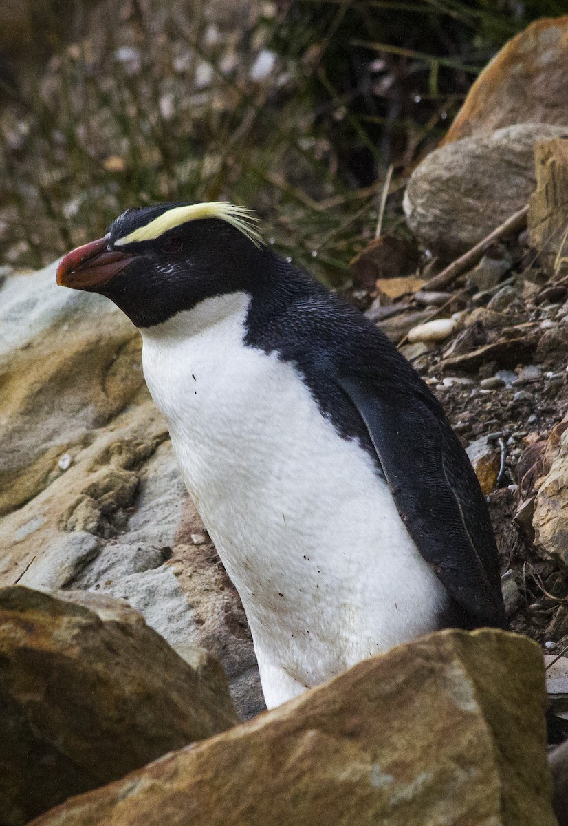 Fiordland Penguin - ML186198781