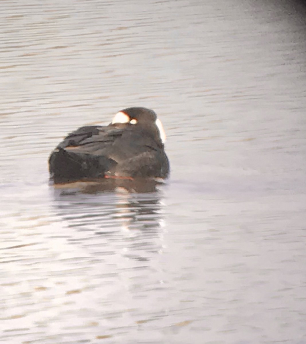 Surf Scoter - Frances Oliver