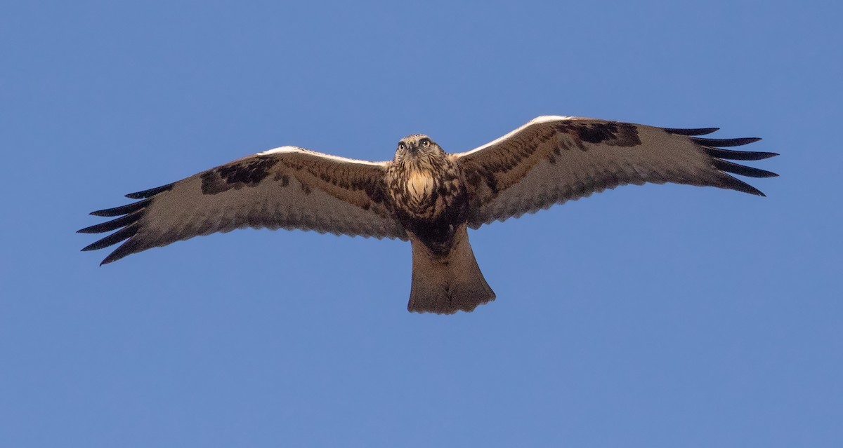 Rough-legged Hawk - Iris Kilpatrick