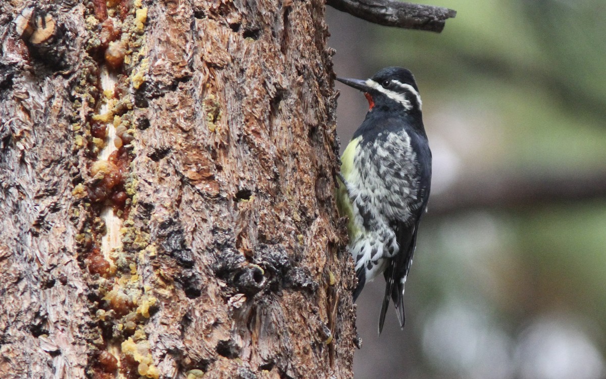 Williamson's Sapsucker - Sean Fitzgerald