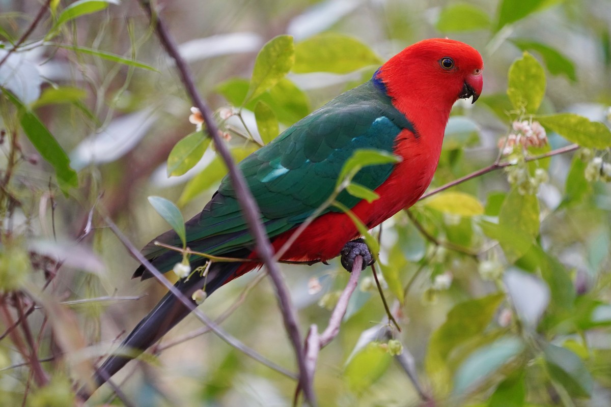 Australian King-Parrot - ML186201451