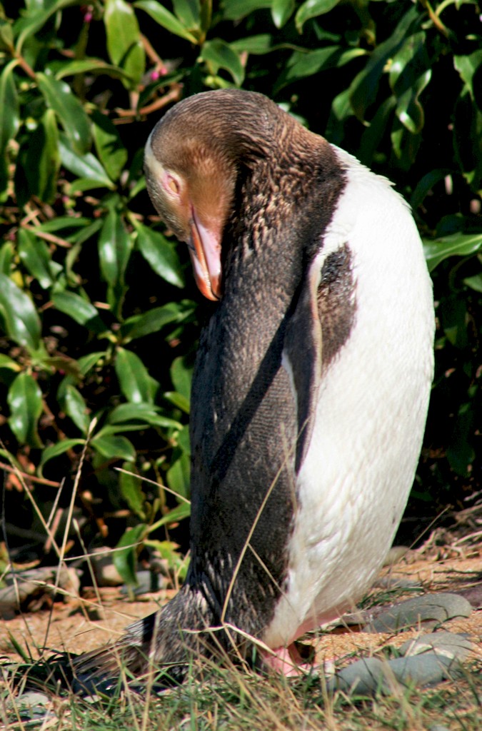 Yellow-eyed Penguin - ML186202661