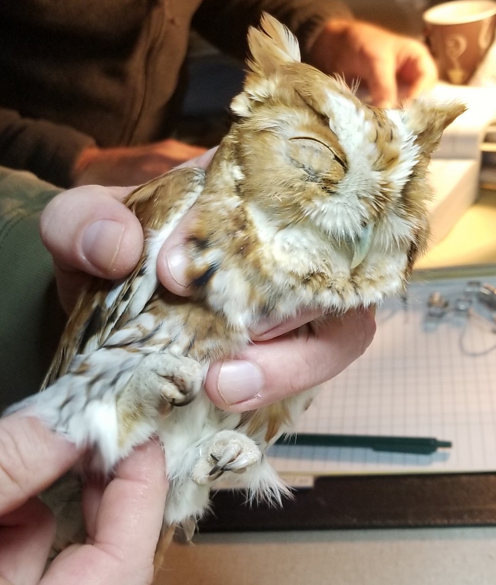 Eastern Screech-Owl - ML186204331