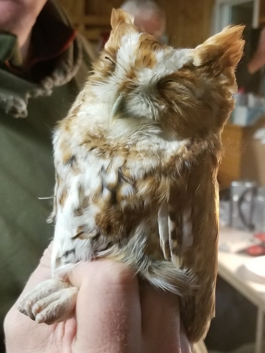 Eastern Screech-Owl - ML186204341