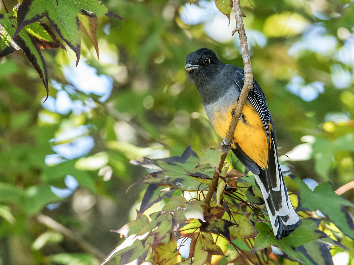 Surucuátrogon (aurantius) - ML186204501