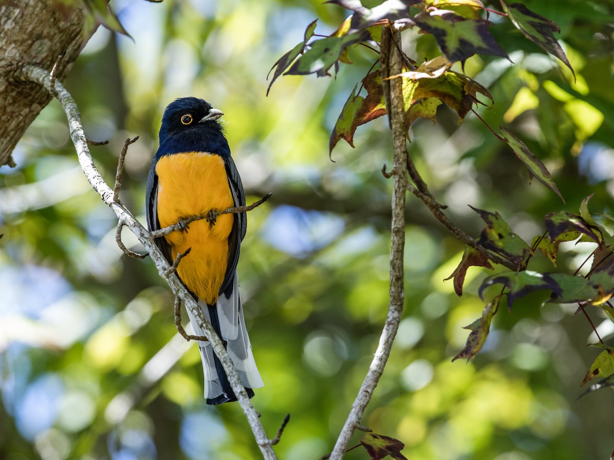 Surucua Trogon (Orange-bellied) - ML186204541