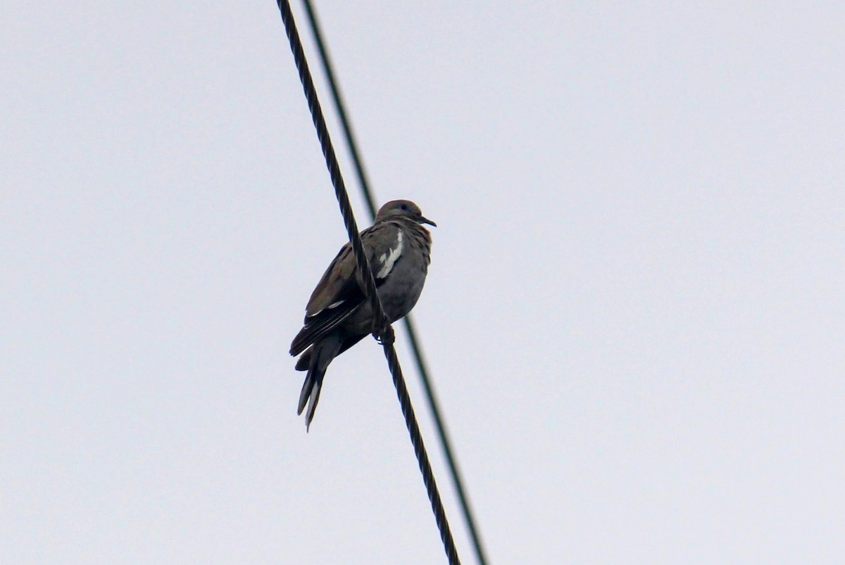 White-winged Dove - ML186204711