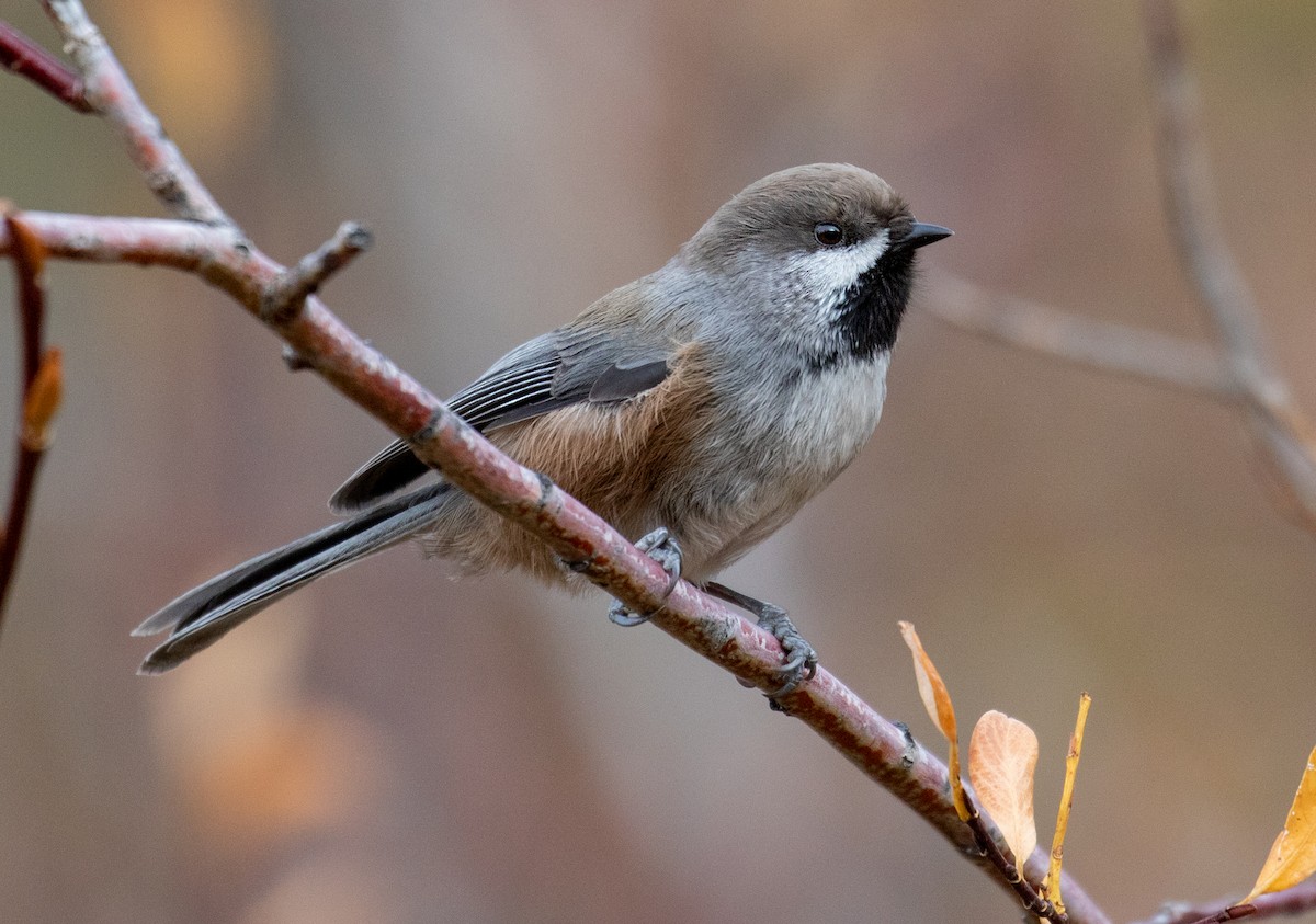 Boreal Chickadee - Iris Kilpatrick