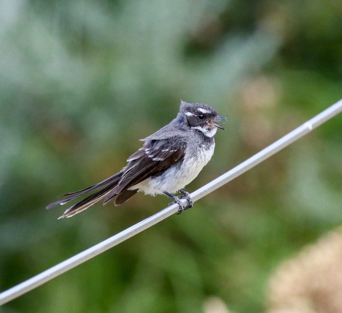 Gray Fantail (alisteri) - ML186206741