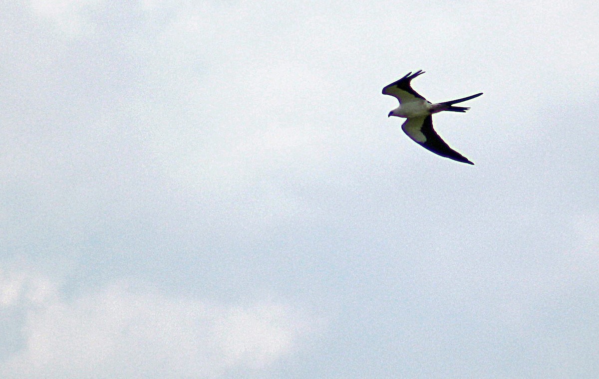 Swallow-tailed Kite - ML186207901