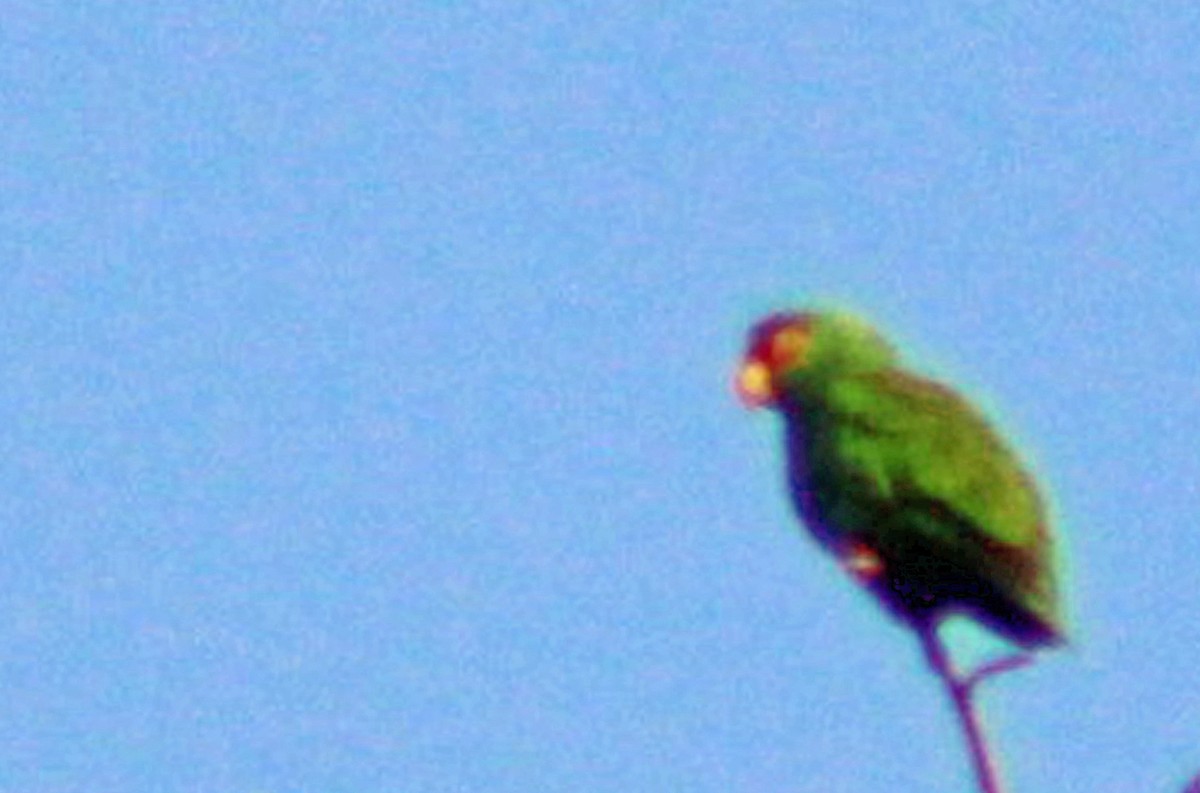 White-fronted Parrot - ML186208081