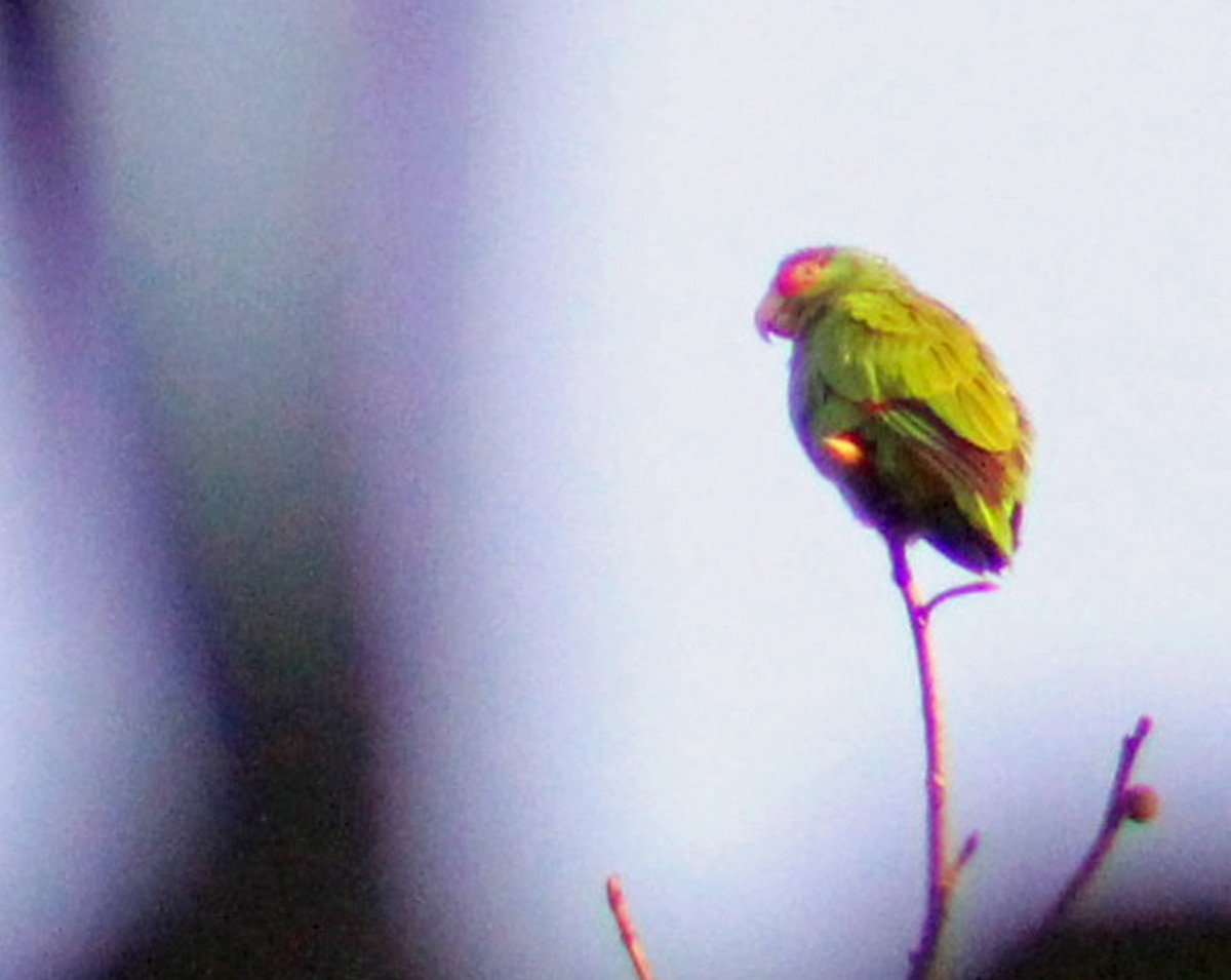 White-fronted Parrot - ML186208101